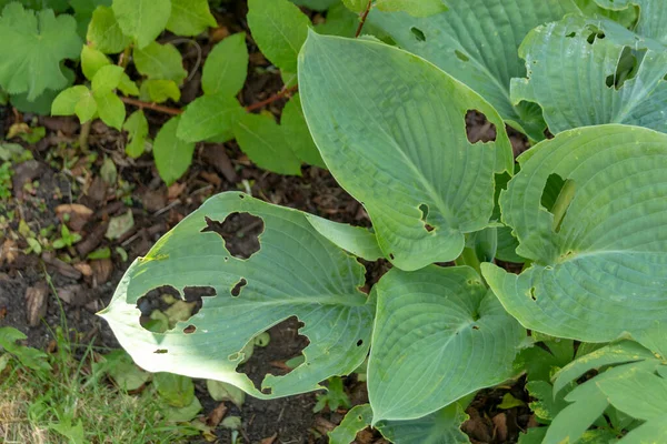 Bazı salyangozlar tarafından yenmiş bir bitkinin yakın görüntüsü. 