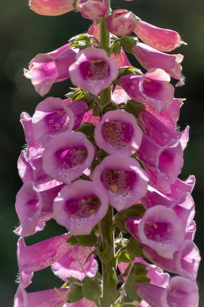 Close Flores Foxgloves Rosa Crescendo Selvagem Floresta Aberta — Fotografia de Stock