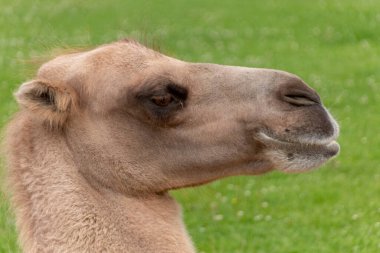 Sahile inen merdivenlerin yakın çekimi.