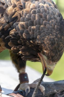 Eldivenine konmuş genç bir bateleur kartalın yakından görüntüsü. 