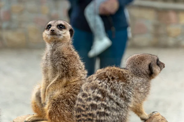 Närbild Två Meerkats Ett Djurcentrum — Stockfoto