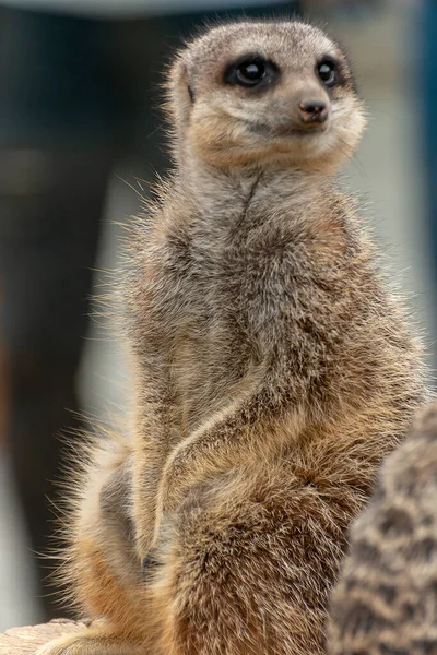 Μια Κοντινή Άποψη Των Δύο Meerkats Ένα Κέντρο Ζώων — Φωτογραφία Αρχείου
