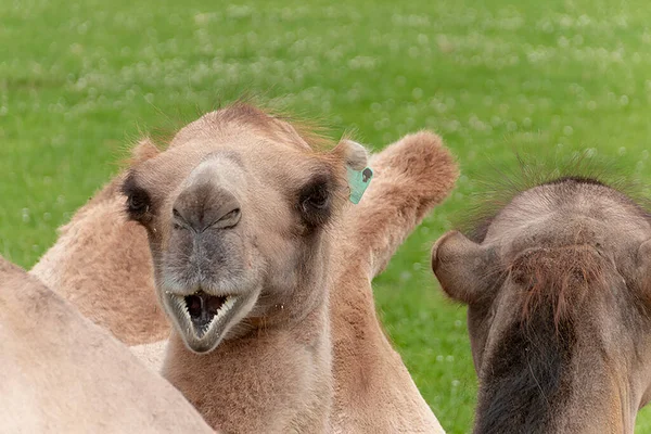 Nahaufnahme Von Zwei Kamelen Die Auf Dem Gras Sitzen Und — Stockfoto