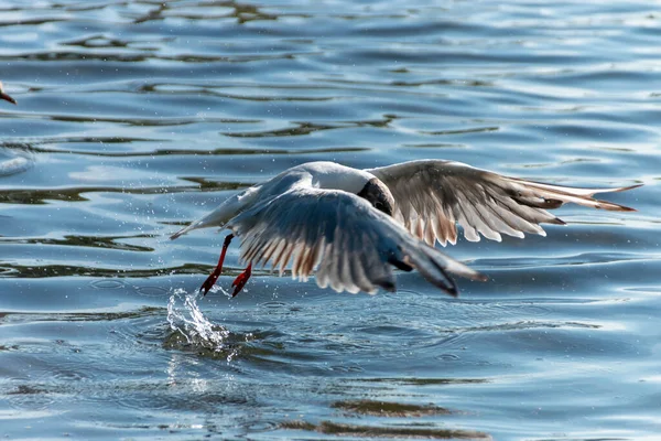 Close View Seagull Diving Water Get Some Food Sinking Bottom — Stock Photo, Image