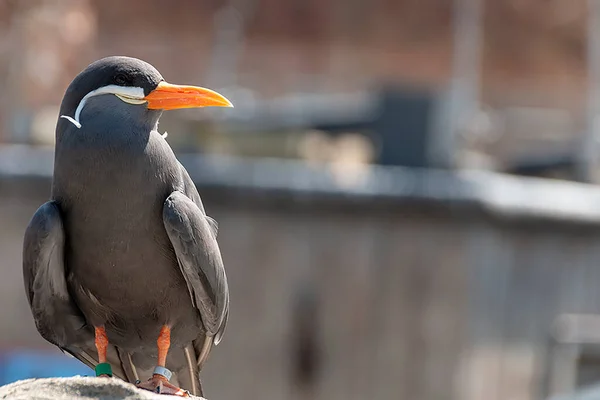 Närbild Inka Tern Sitter Klippa Blötläggning Upp Solen — Stockfoto