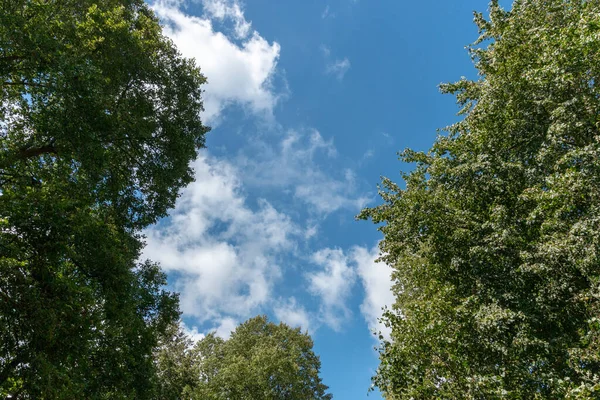 Una Vista Del Cielo Azul Través Los Árboles Hoja Verde — Foto de Stock