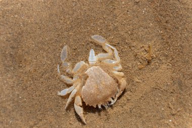 Kabuğu dökülen ve sevilen bir yengecin yakın görüntüsü. 