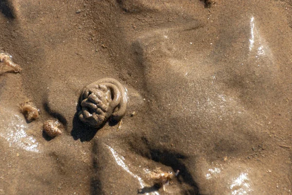 一个小昆虫从潮湿的沙地里钻洞的近景 — 图库照片