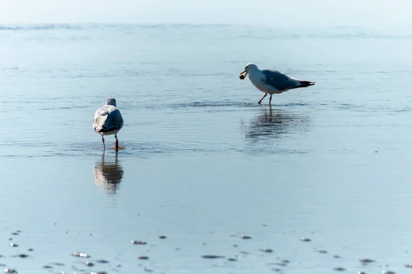 Close View Sea Chulls Looking Food Low Tide Water — стоковое фото