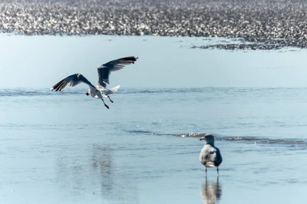 Una Vista Cerca Las Gaviotas Busca Comida Agua Marea Baja — Foto de Stock