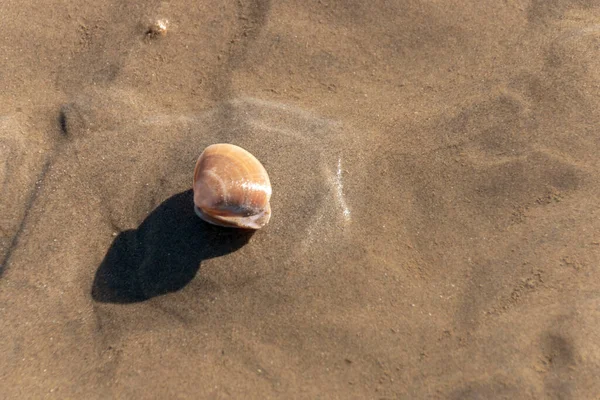 低潮时落在湿沙滩上的打开的蛤蟆壳的近景 — 图库照片
