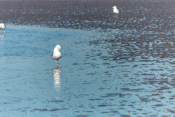 Een Close Zicht Zeemeeuwen Zoek Naar Voedsel Het Laagwater — Stockfoto