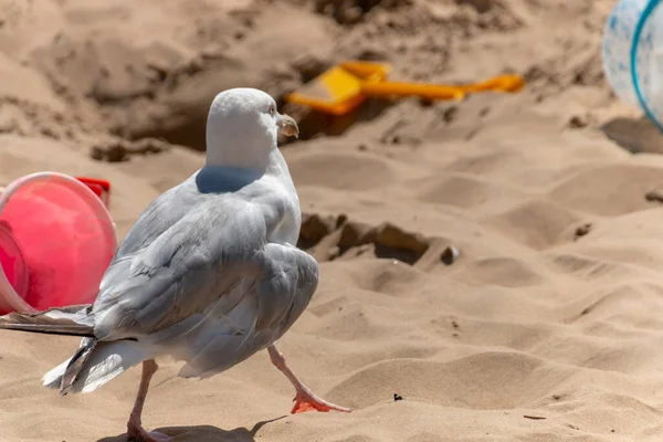 Close View Sea Gull Has Damaged Wing Walking Sand — Stock Photo, Image