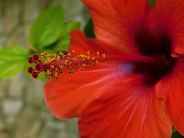 stock image  Red flower, macro photography