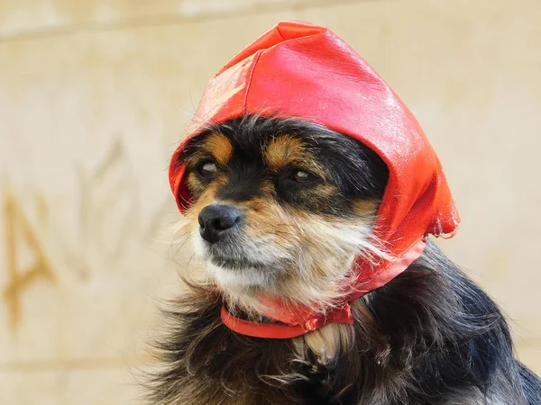 Kırmızı bere içinde a köpek