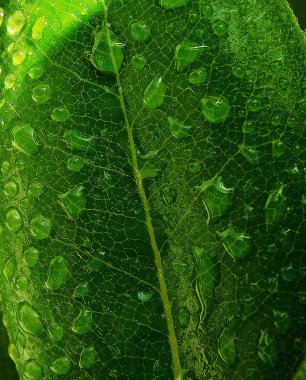           Yağmur damlaları arka plan ile yaprak yeşil