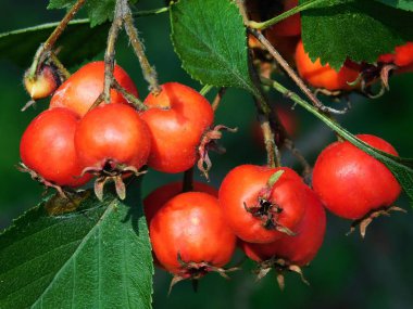  Çilek kırmızı dogrose yakın çekim