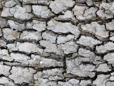  Ağaç kabuğu gri doku