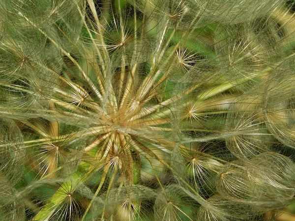 Makro Karahindiba Blooms Yakın Çekim — Stok fotoğraf