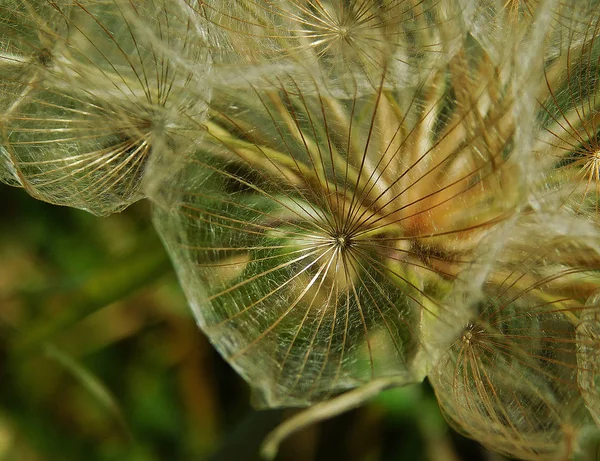 Makro Pampeliška Kvete Zblízka — Stock fotografie