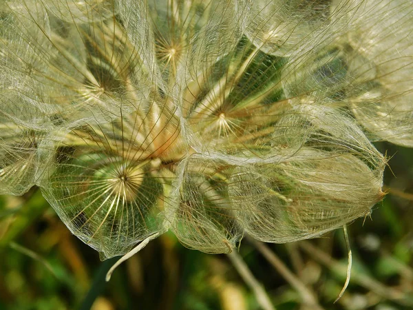 Makro Pampeliška Kvete Zblízka — Stock fotografie