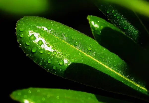 Una Hoja Verde Con Gotas Lluvia —  Fotos de Stock