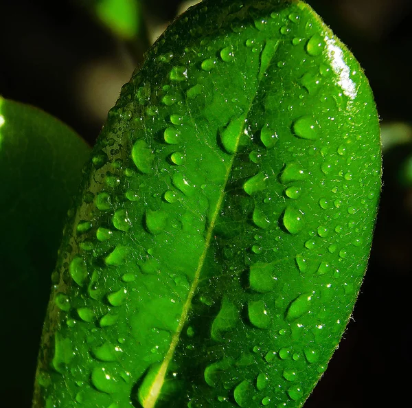 Zöld Levél Esőcseppek — Stock Fotó