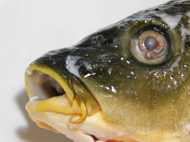  Yalıtılmış havuz carps, balık kafası yaşamak