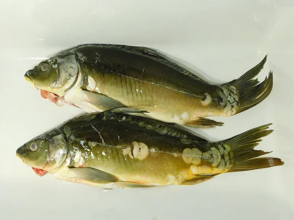 İki izole havuz carps, canlı balık
