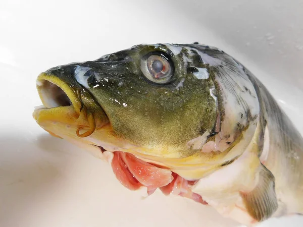 stock image  Isolated crucian carp's head, live fish