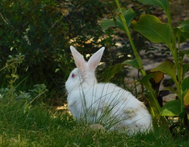Yeşil çim beyaz tüylü tavşan