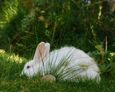 Yeşil çim beyaz tüylü tavşan