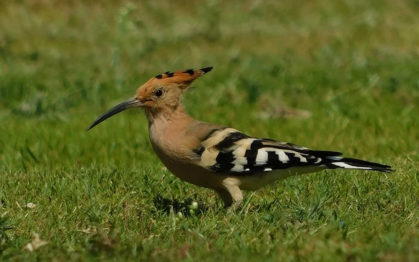 Hoopoe Eurasiático Upupa Epops Hierba — Foto de Stock