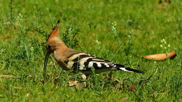 Hoopoe Eurasien Upupa Epops Dans Herbe — Photo