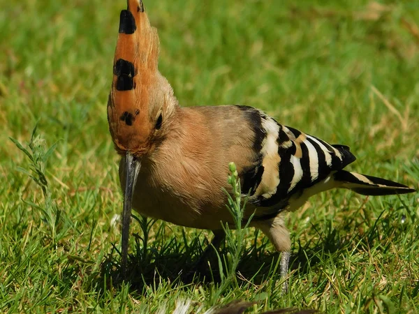 Eurasischer Wiedehopf Upupupa Epops Gras — Stockfoto