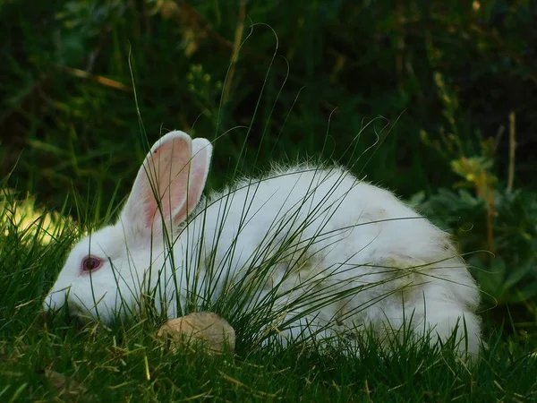 Vit Fluffig Kanin Det Gröna Gräset — Stockfoto