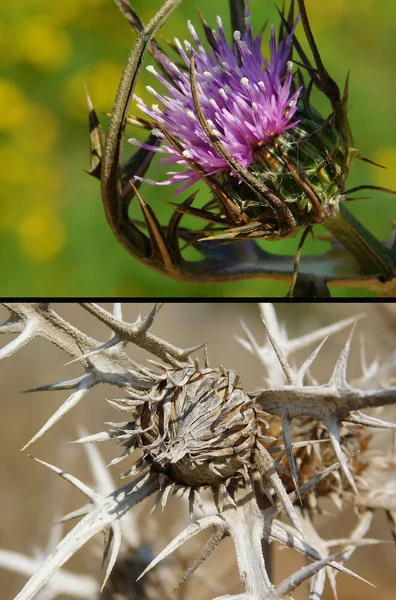  Suriye Thistle çiçek: çiçek açan ve soldurma.