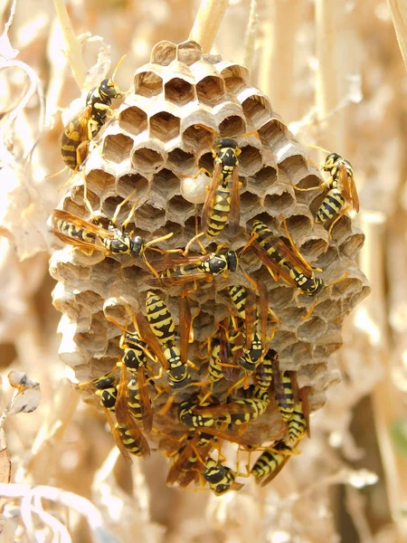 Wasp Nest Wasps Sitting Vespiary Close — Stock Photo, Image