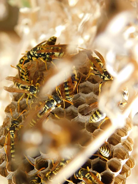 Wasp Nid Avec Des Guêpes Assises Dessus Vespionnage Gros Plan — Photo