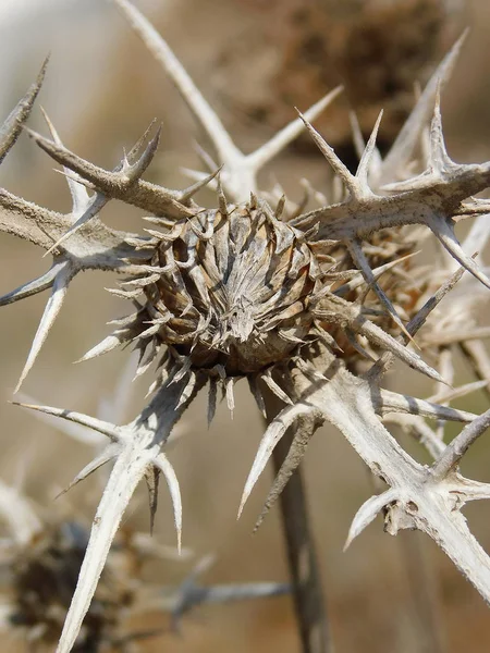 Suriye Thistle Ölü Çiçek Kurutulmuş Yakın Çekim — Stok fotoğraf