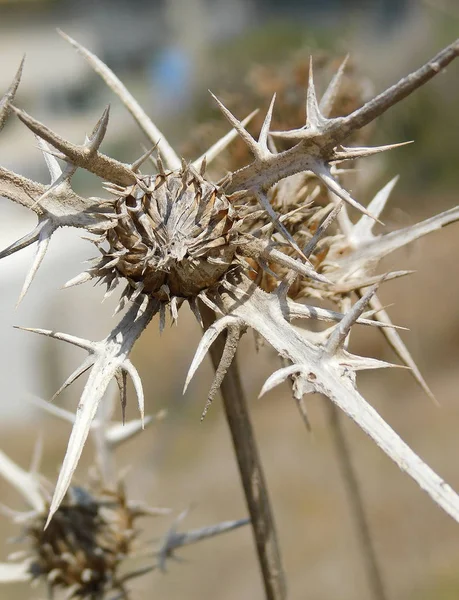 Suriye thistle, ölü çiçek kurutulmuş. Yakın çekim