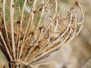 Kurutulmuş karahindiba, ölü çiçek. Yakın çekim