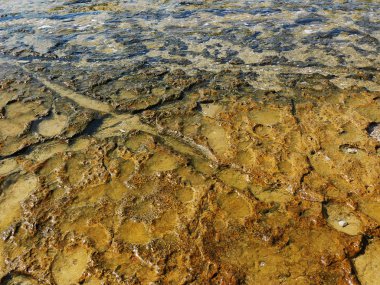 Taş deniz alt arka plan
