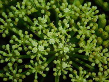 Yeşil bitkiler arka plan. Çiçek, yakın çekim.