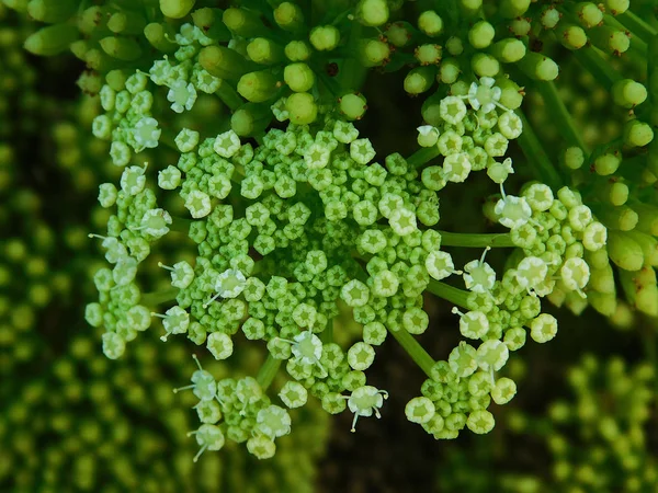 Yeşil Bitkiler Arka Plan Çiçek Yakın Çekim — Stok fotoğraf