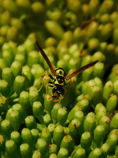 WASP üzerinde yeşil bir bitki