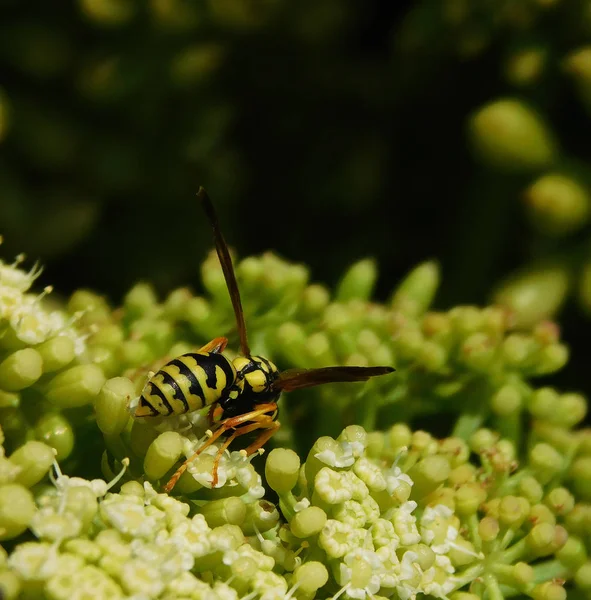 WASP üzerinde yeşil bir bitki