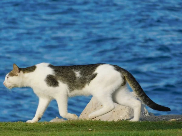 Akdeniz Kıyı Şeridi Üzerinde Yürüyen Bir Kedi — Stok fotoğraf