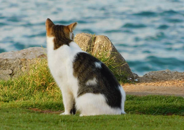 Cute cat looking away sitting on Mediterranean sea coastline.
