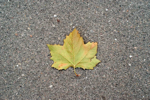 Hösten Vissnande Blad Marken — Stockfoto